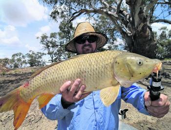 Carp have come on the chew. Don’t just leave your catch on the bank to rot, either bury it or use it for yabby bait and compost. 