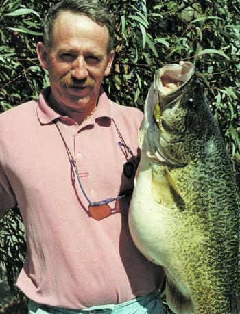 Murray cod stocked in food-rich waters develop rapidly. This one proved to have a stomach full of redfin and European carp. 