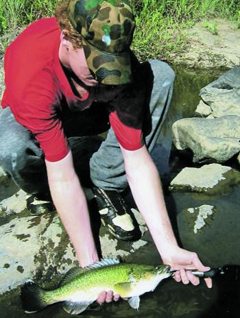 This is a good example of how valuable it is to stock a waterway with Murray cod fingerlings from a hatchery. This fish is only two years old and has reached a good size. It should be a great sporting opponent in another two years.