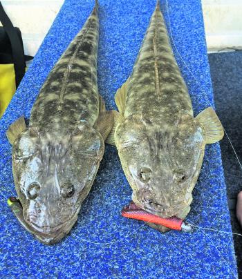 A couple of nice sized flathead taken from a double hook up on ZMan plastics.