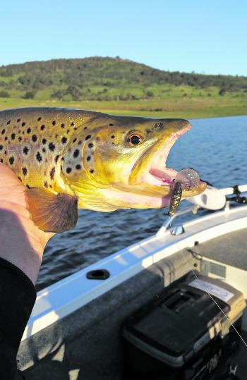 The higher altitude lakes in the region are your best options for a trout during February. This one fell to a slow rolled Strike Tiger 3” grub in homebrew colour.