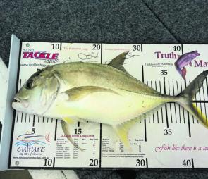 This small GT was caught in Pine River. They are often found mixed in with tailor and big-eye trevally.