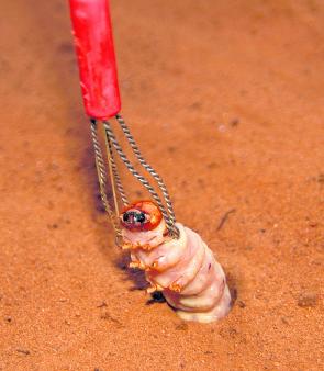 A nice-sized grub is extracted from its hole using a fingered grub wire. This style of wire allows you to remove the grubs without damage. 