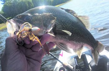 This chunky impoundment bass thumped a TT Lures Vortex spinnerbait.