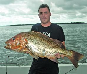 Adam Young with a prime example of a truly large golden snapper measuring 95cm from the Hinchinbrook Channel.