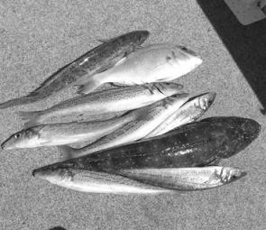 Shallow Inlet has been producing pinkies, flathead and King George whiting.