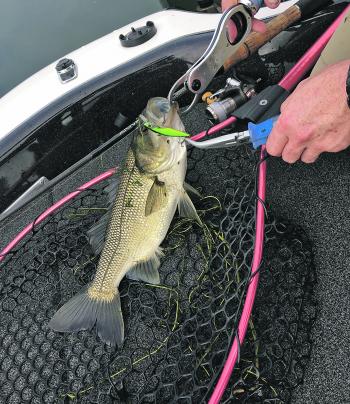 There will be plenty of bass to jerkbait around the weed beds.