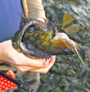 You know your session on the rocks is doomed when you catch a wirrah cod on a wirrah cod. Another trigger to go home early is a green moray eel on the first bait.
