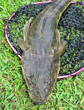 Despite the fact that August is 1 of our worst months for fishing, it shouldn’t be too hard to find a few flathead. Use decent bait or work soft plastics slowly through the deeper holes or channels.