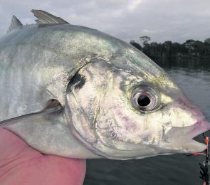 Silver trevally are a reasonably common winter species in this part of the world. The author picked up this fish while lure casting for bream, but the trevs are more likely when fishing from the rocks or offshore.