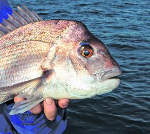 It has been quite a good winter for snapper along the coast. Expect more reds through August, and remember that you may not have to venture out into deeper water to find them. 