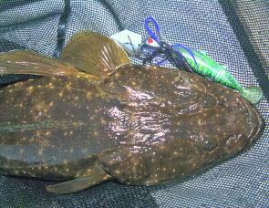 Flathead have made a great resurgence this season after a few very quiet years.