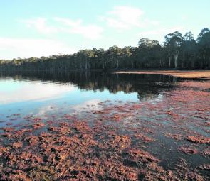An ideal shore for tailing fish in the southern highlands.