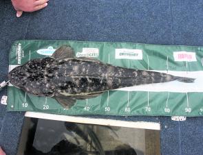 Dusky flathead like this 95cm crocodile will make their presence felt over coming months. Just remember to let these breeders go as we did with this big girl.
