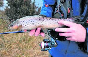 This brown trout was taken on a 65mm Squidgy Wriggler in the wasabi colour. These are a great option on days when the fish are shy. A slow roll along the bottom is all that is needed to get the tail wriggling.