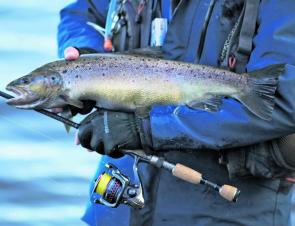 This well conditioned brown was taken on the Providence Flats. This area is a great spot to hit during the closed season as all spawning fish will pass through on their way to and from spawning.