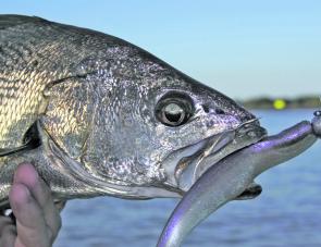 School mulloway have been quite reliable in the Macleay River, especially below Jerseyville Bridge.