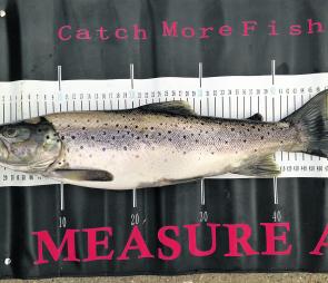 This is a great brown trout in any lake – Eildon has millions.