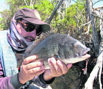 Bream are happily taking blade lures at the moment and the hotspot is still here in the Mitchell River along the Silt Jetties. 