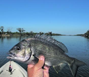 The freshwater has made lure fishing a real challenge of late. Be sure to try a wide variety of lures and make sure black blades are in the mix. 