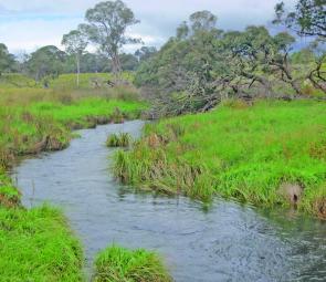 A big part of the allure of trout is to be able to experience a beautiful little stream winding its way through a meadow in the Ebor region.