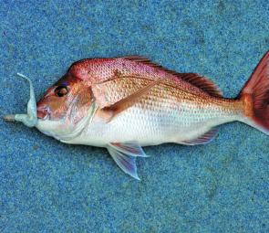 A snapper taken in deep water on a large jighead and a crystal shad 7” Assassin.