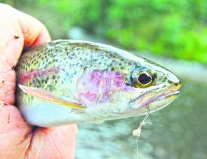 A small rainbow trout caught drifting a lightly weighted bunch of garden worms into a swollen stream. Note that the hook is a knotless hook. These are particularly handy when you are likely to be changing hooks. You can unwind the line, and change to anot
