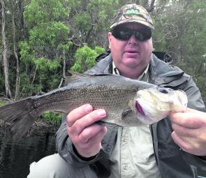 Paul Henry with a great estuary perch caught on a surface lure.