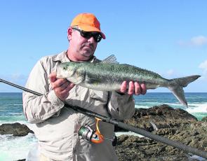 Salmon are a great deal of fun, and on light line they can fill the morning with good sport.