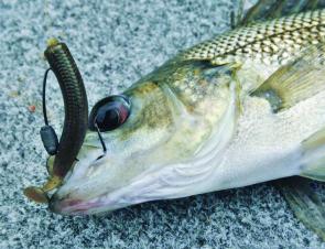 Fishing Monthly Magazines : Rain Brings Bass and Barra