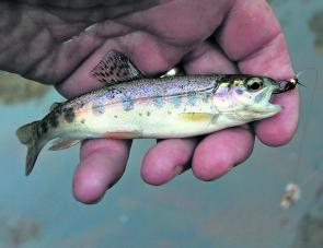A tiny rainbow trout caught in a small tributary of the Ovens River in mid April on a black bead headed nymph. This is an encouraging sign for next season.