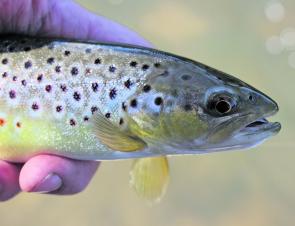 A lovely brown trout caught in a mountainous tributary of the King River recently on a Metalhead soft plastic. 