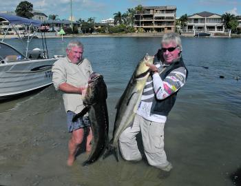 An awesome pair of whopper cobia.