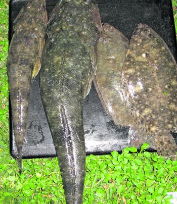 A couple of flathead and flounder caught drifting with worms for whiting. You never know what will grab a worn next.