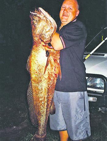 A massive mulloway – you can tell from the colour it’s been up in the dirty river. Put in the time and you’ll find one. 