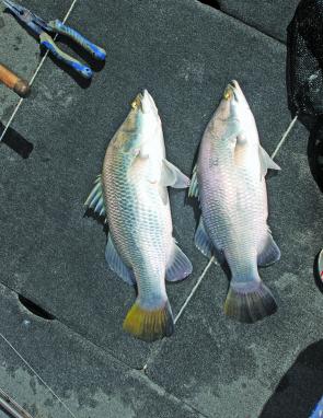Twin baby barras caught on a double hook-up in the Baffle.