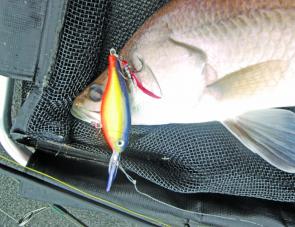 Rapala X-Raps are a gun lure on barra.