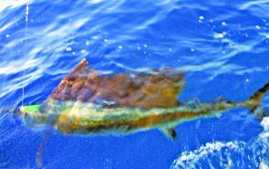Sailfish will become more readily available as the water temperature rises.
