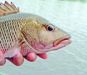 A handful of mangrove jack is ample reward for searching out the smaller creeks around Bundaberg.