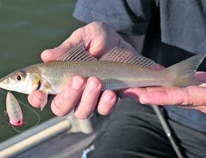 One fantastic creek option in July are whiting on poppers. They hit hard and taste great. 