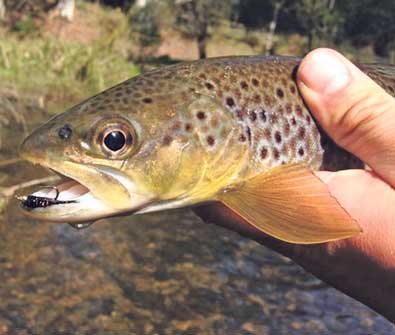 Jordan Cervenjak caught this beautiful brown trout from the upper reaches of the Yarra River on fly gear.<br />Photo courtesy of Jordan Cervenjak.