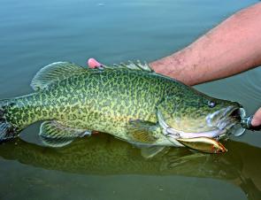 There have been unbelievable numbers of Murray cod caught incidentally at Blowering dam during the closed season. Anglers will be hoping the trend continues now that they can legally target them.