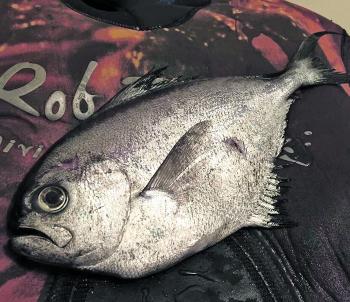 An interesting inshore capture and pending Australian Record was Mick Mahenys rays bream, more commonly associated with the continental shelf!