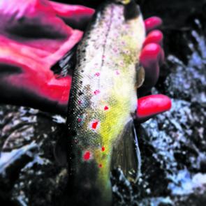 The Yarra River trout aren’t bruisers, but for a stream like the Yarra River they aren’t too bad either. 