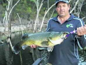Murray cod numbers will increase in dams like Connelly, Leslie and Coolmunda.