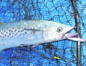 If you haven't got a few spotties in the bay over the last few months you are in the minority of bay anglers, as they have been thick. There should still be a few around during April for a last-ditch effort.