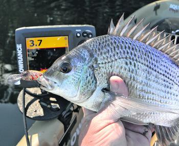 Yellowfin bream generally prefer slightly warmer water than their southern or black bream cousins and can go a bit quiet when it’s really chilly.