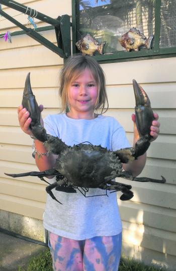 Freya with a huge Sydney mud crab.