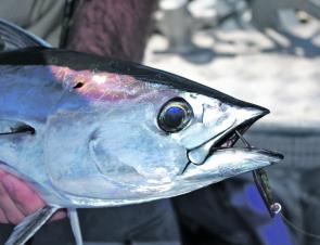 Striped tuna love fast-cranked metals like this 20g Raider. 