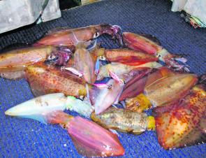 Yamashita are famous for their squid jigs. 